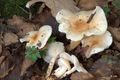 Hygrophorus lindtneri